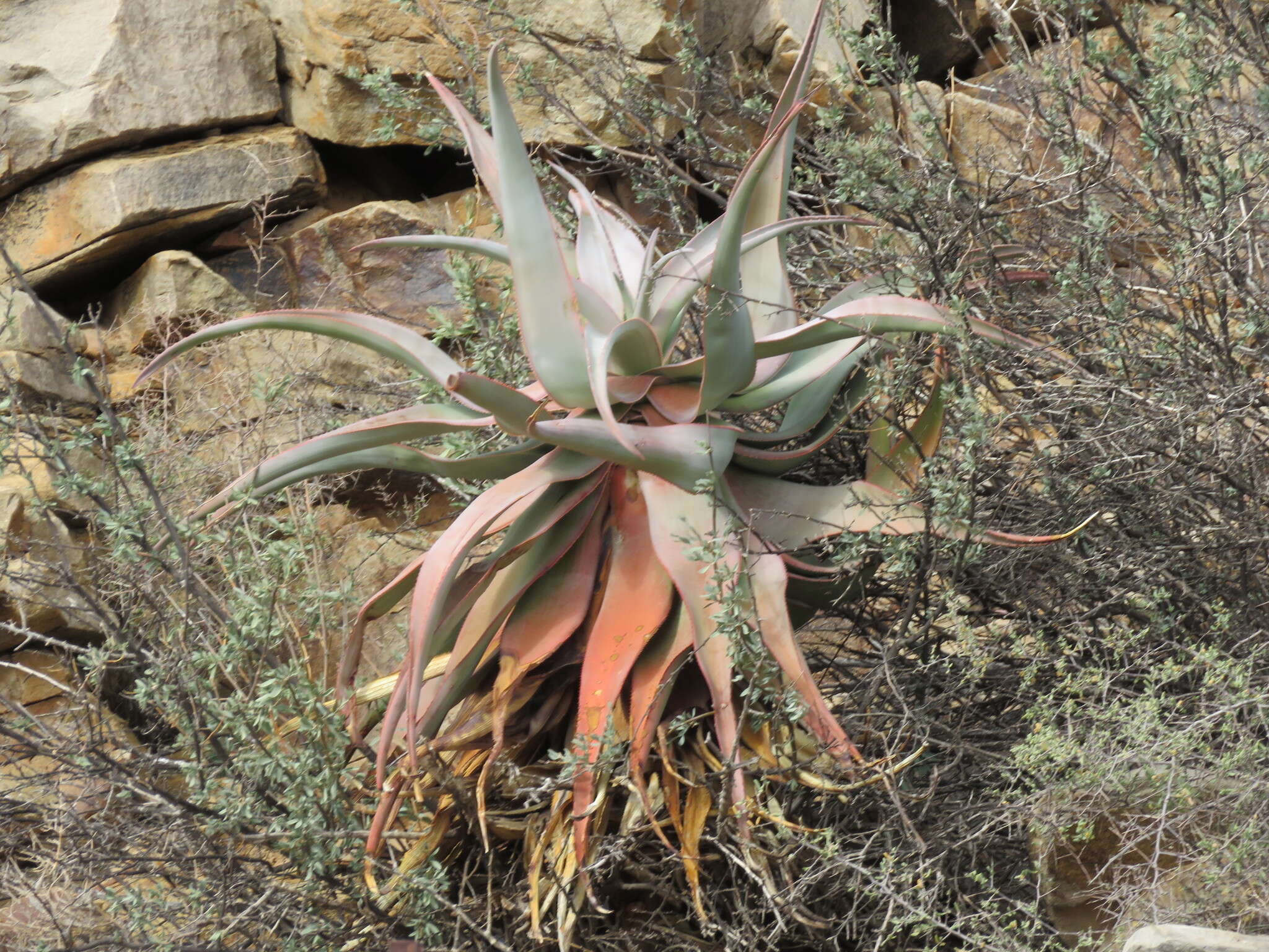 Image of Clanwilliam Aloe