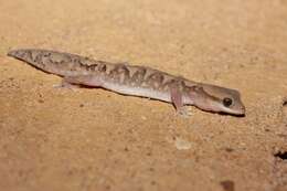 Image of Fine-faced Gecko