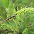 Image of Pedicularis sibirica Vved.