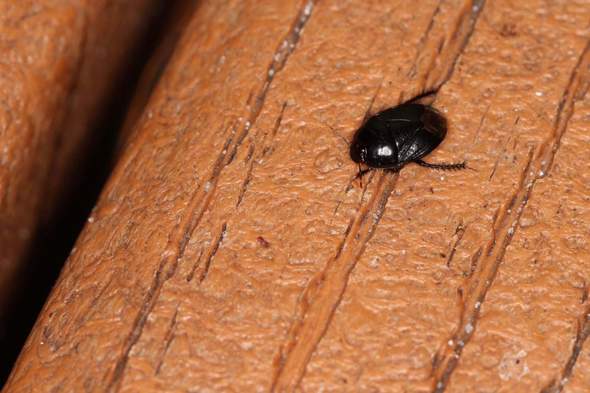 Image of Burrower bug