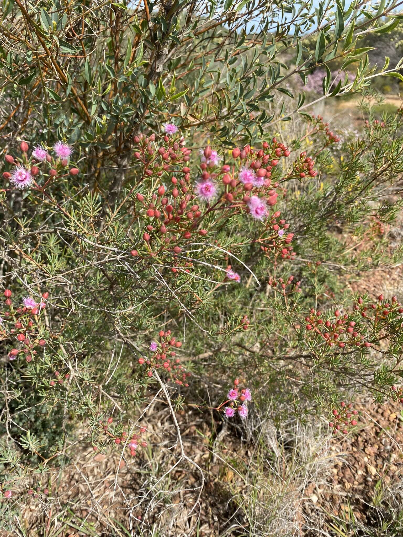 Image de Verticordia monadelpha Turcz.