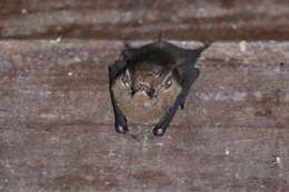 Image of Peters’s Sheath-tailed Bat