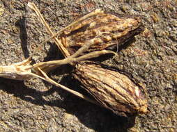 Image of Angelica japonica A. Gray