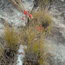 Image of Aloe parvula A. Berger