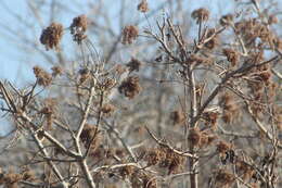 Image de Heliocarpus donnellsmithii Rose ex J. D. Sm.