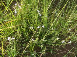 Imagem de Stachys hyssopoides Burch. ex Benth.