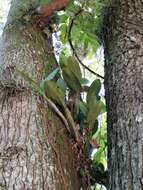 Image of Myrmecophila grandiflora (Lindl.) Carnevali, J. L. Tapia & I. Ramírez