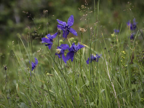 Aquilegia glandulosa Fisch.的圖片