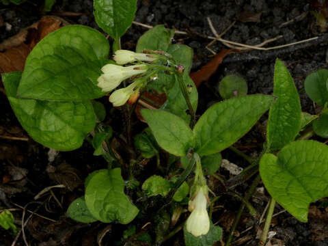 Image of Symphytum grandiflorum DC.