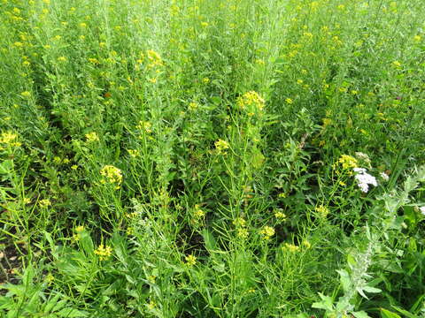 Image of treacle mustard