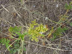 Image de Potentilla tanacetifolia