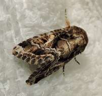 Image of Spodoptera umbraculata Walker 1858