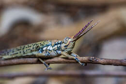 Macrolobalia ocellata (Tepper 1896)的圖片