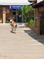 Image of Hartebeest