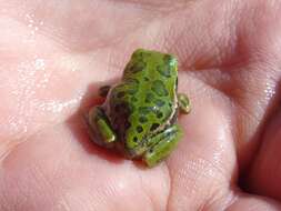 Image de Gastrotheca riobambae (Fowler 1913)