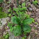 Image of Appalachian bunchflower