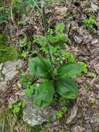 Image of Appalachian bunchflower