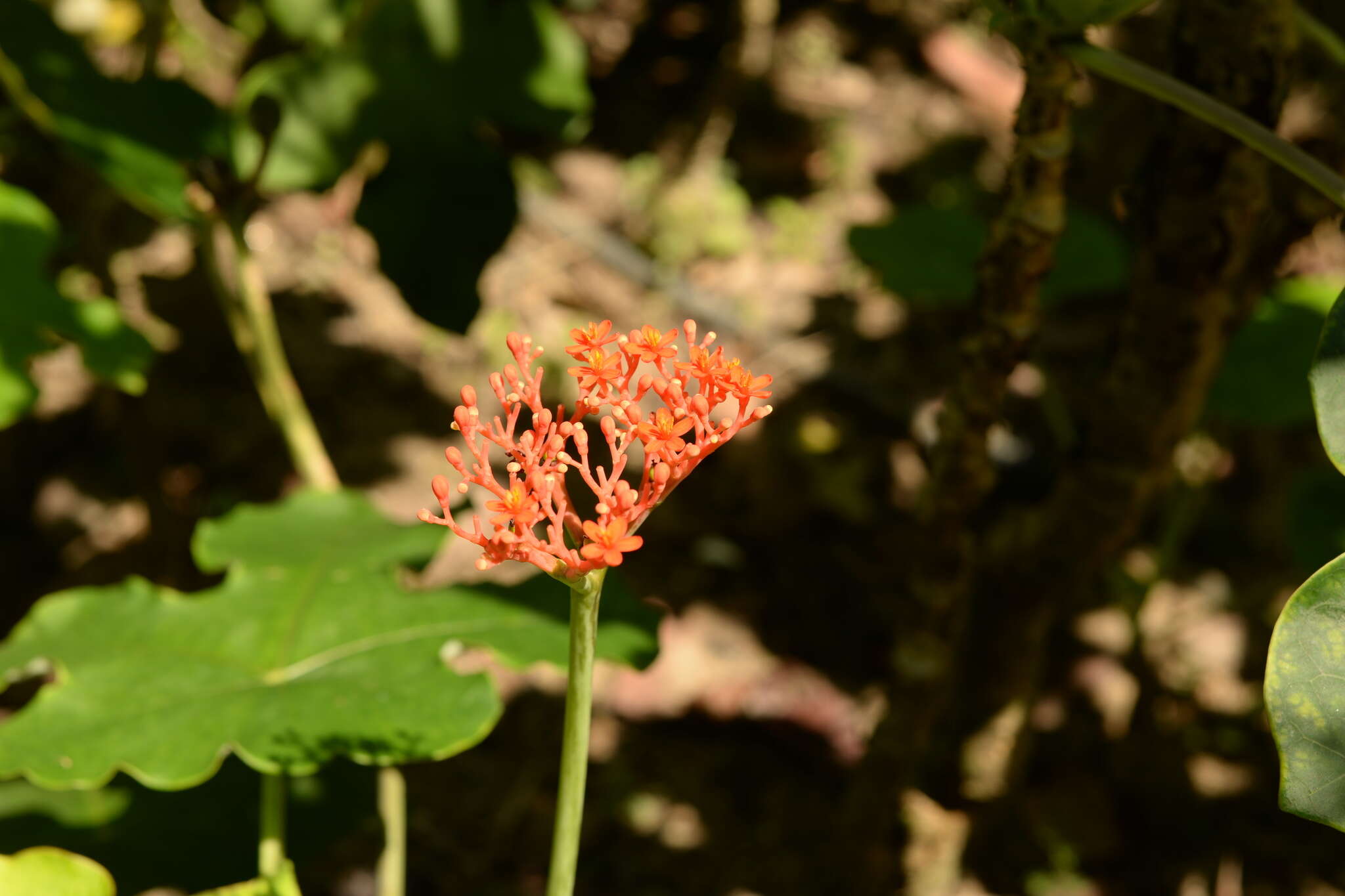 Image of goutystalk nettlespurge