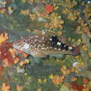 Image of West African hawkfish