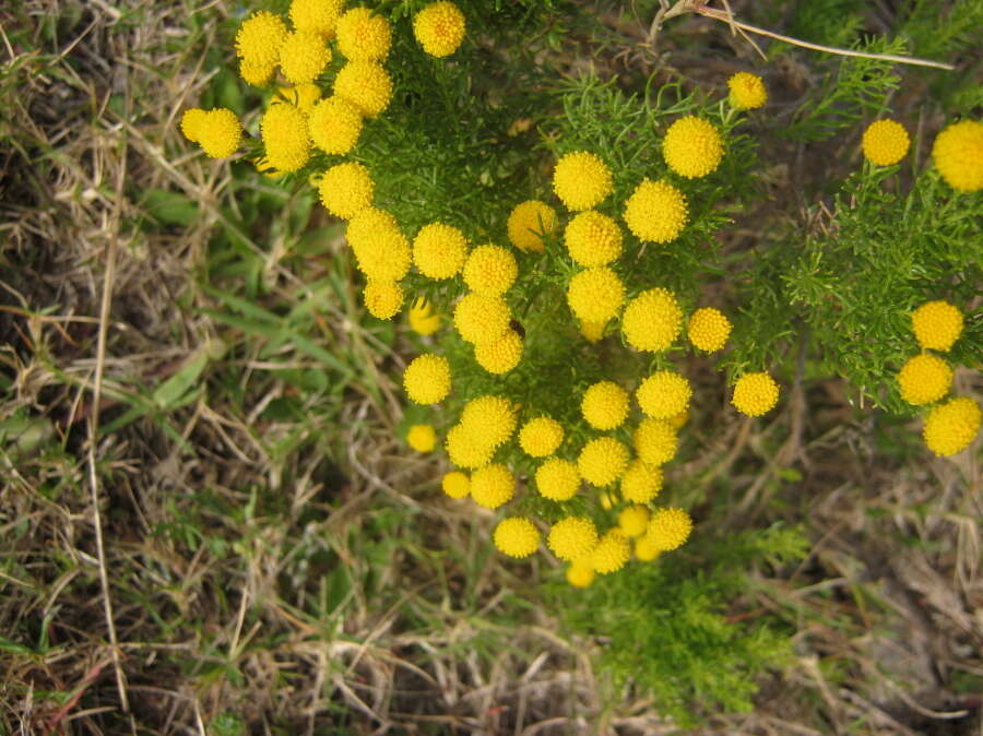 Слика од Chrysocoma ciliata L.