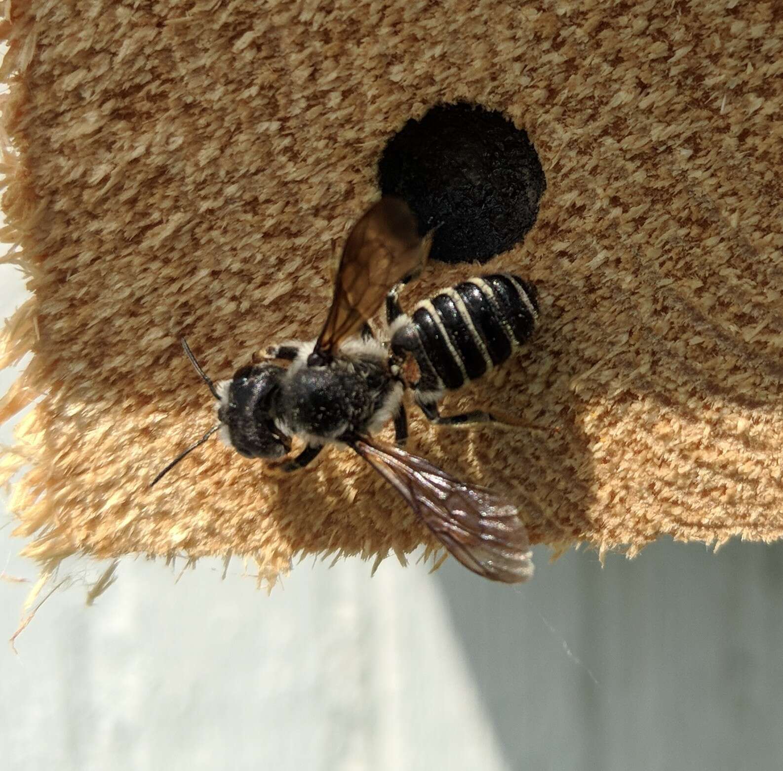 Megachile pugnata Say 1837的圖片