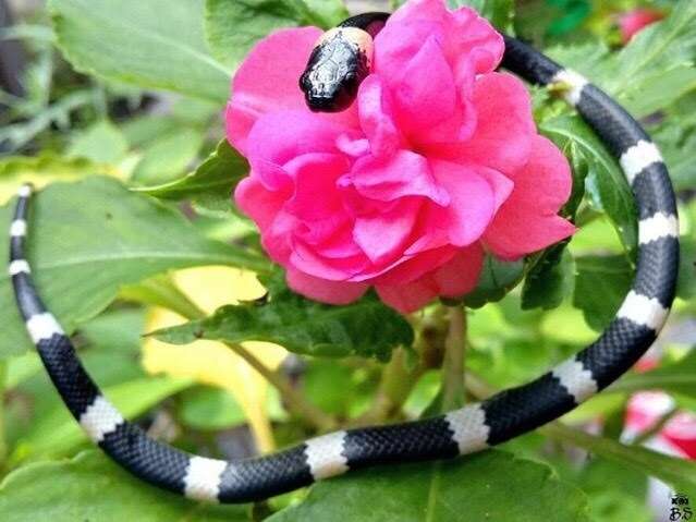 Image of Snail-eating Thirst Snake