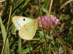 Image of bergers clouded yellow