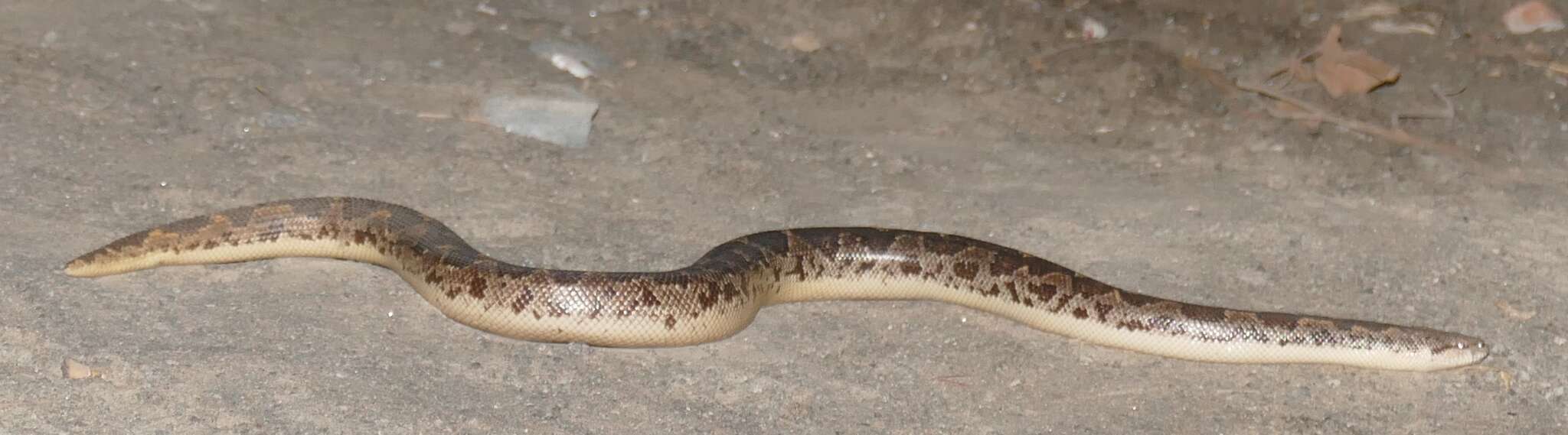 Image of Common Sand Boa