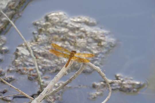 Image of Mexican Amberwing