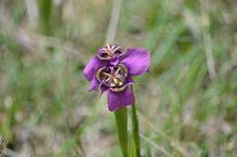 Image of Tigridia augusta Drapiez