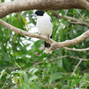 Image of Black-backed Butcherbird