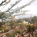 Image de Heliophila glauca Burch. ex DC.