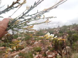 Image of Heliophila glauca Burch. ex DC.