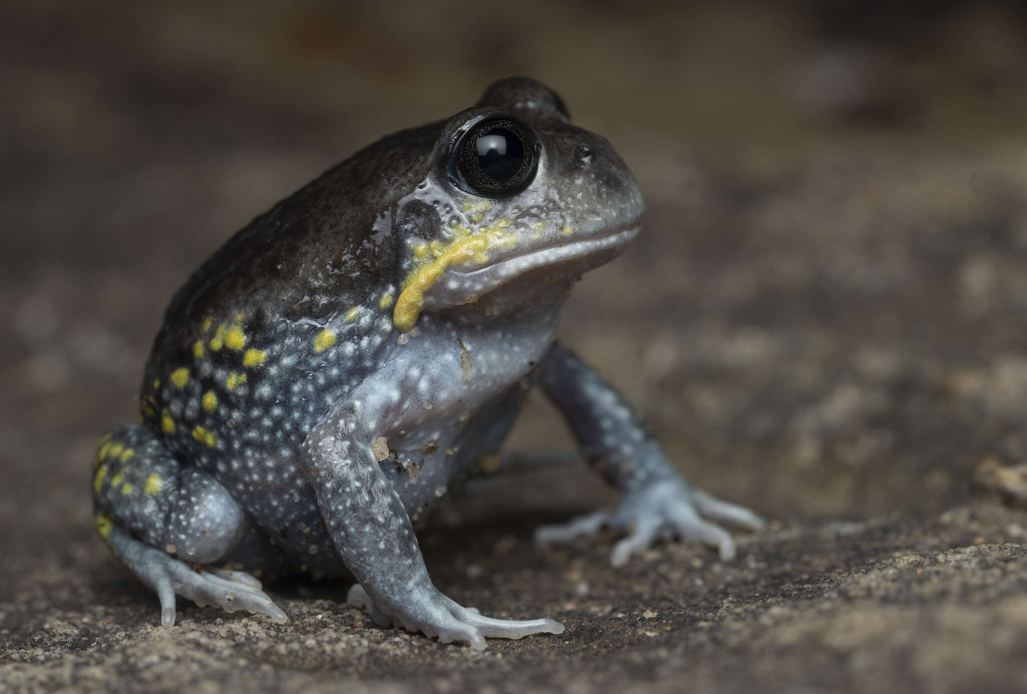 Image of Eastern Owl Frog