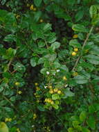 Image of Duranta mutisii L. fil.