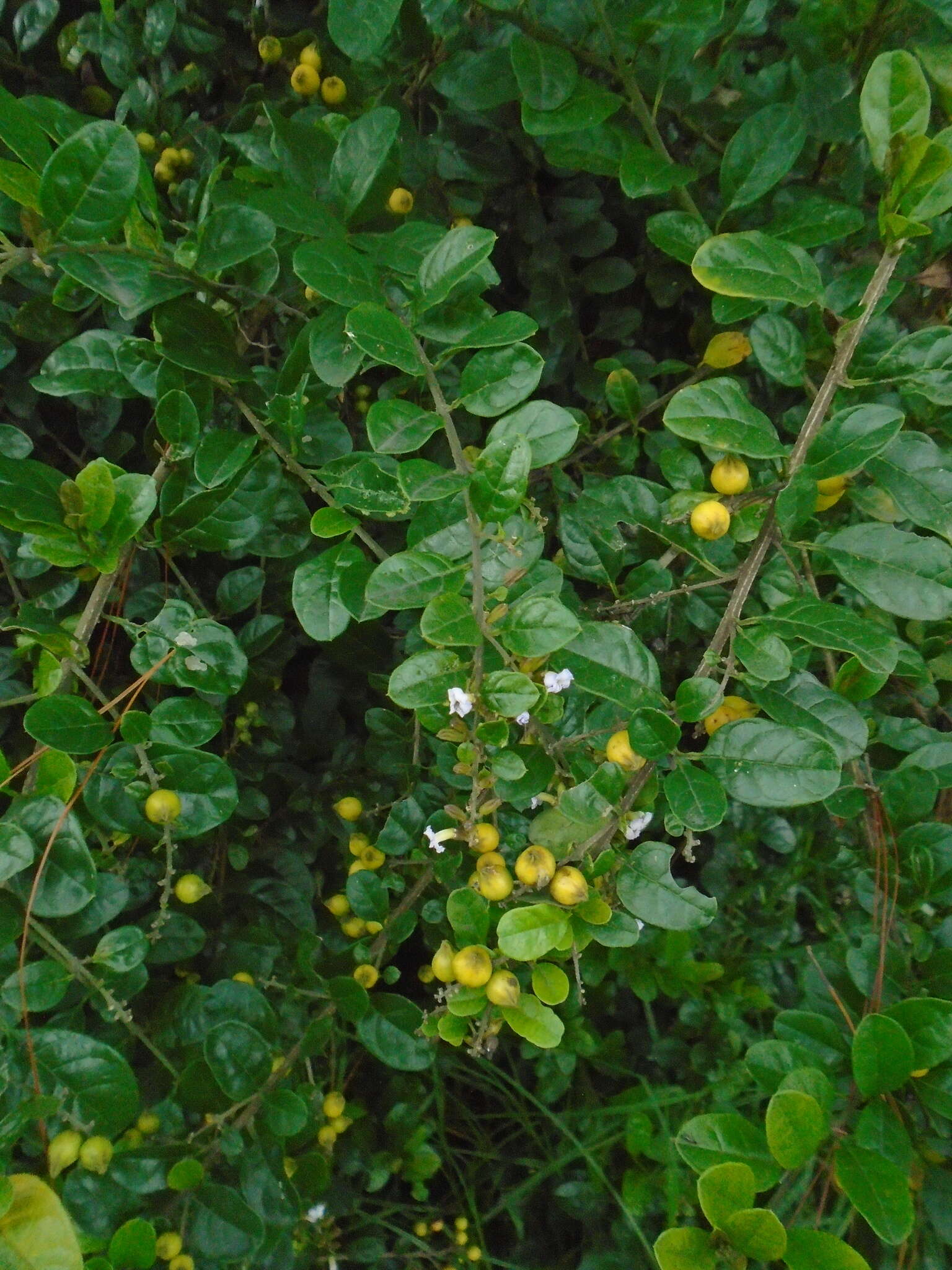 Duranta mutisii L. fil. resmi