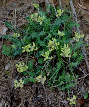 Imagem de Astragalus villosus Michx.