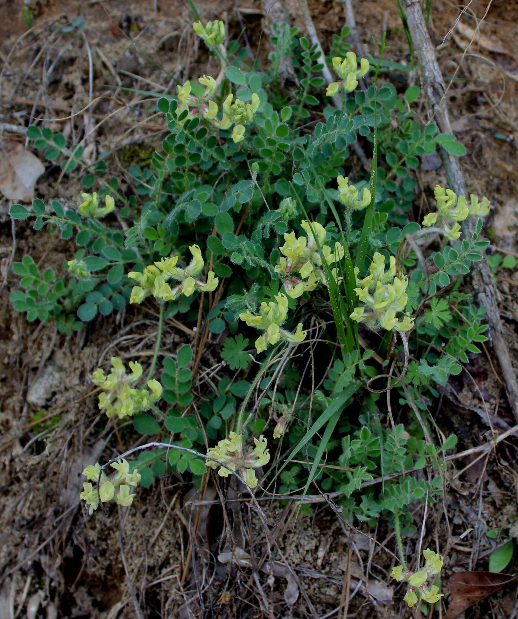 Imagem de Astragalus villosus Michx.