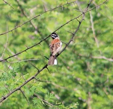 Imagem de Emberiza flaviventris kalaharica Roberts 1932