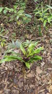 Imagem de Cycas thouarsii R. Br. ex Gaudich.