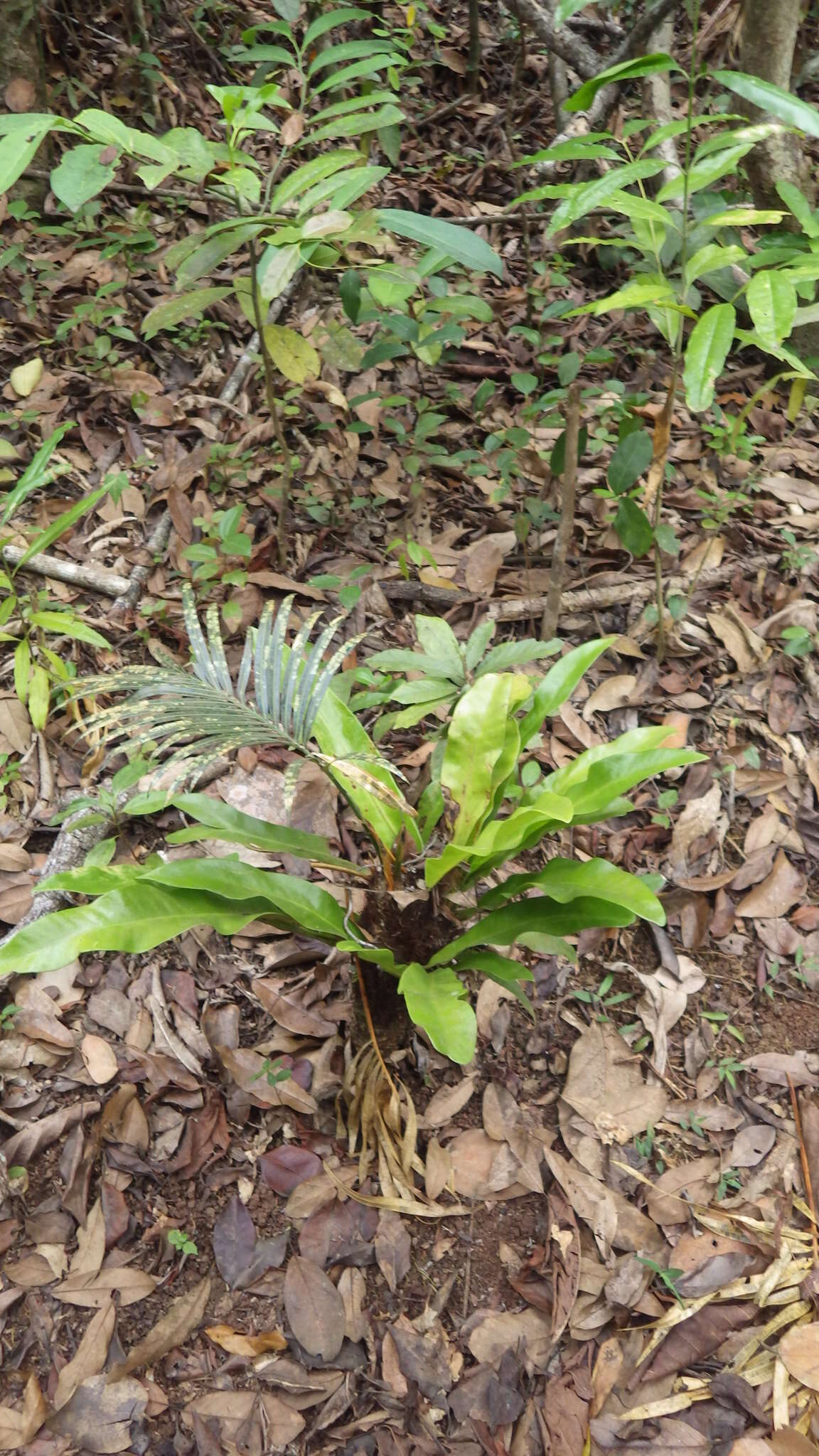 Imagem de Cycas thouarsii R. Br. ex Gaudich.