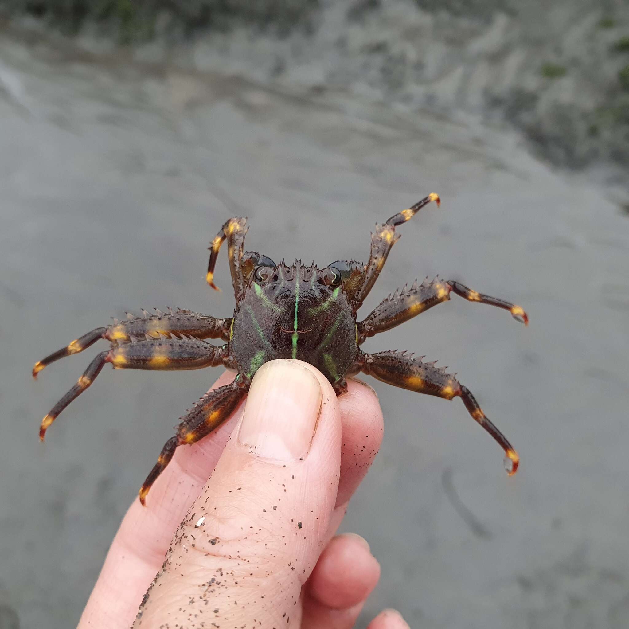 Image of flat rock crab