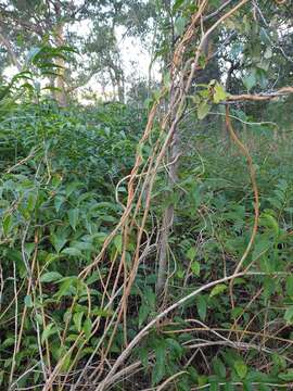 Image of Jasminum simplicifolium subsp. australiense P. S. Green