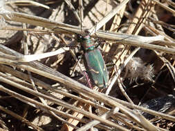 Image of Cowpath tiger beetle