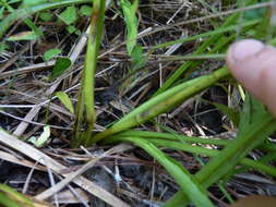 Image de Eryngium aquaticum L.