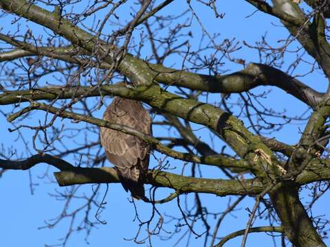 Image of Common Buzzard