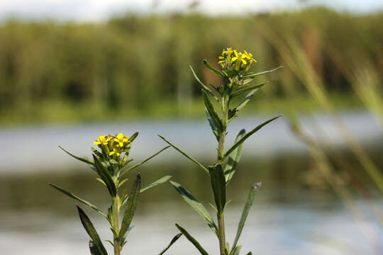 Image of European wallflower