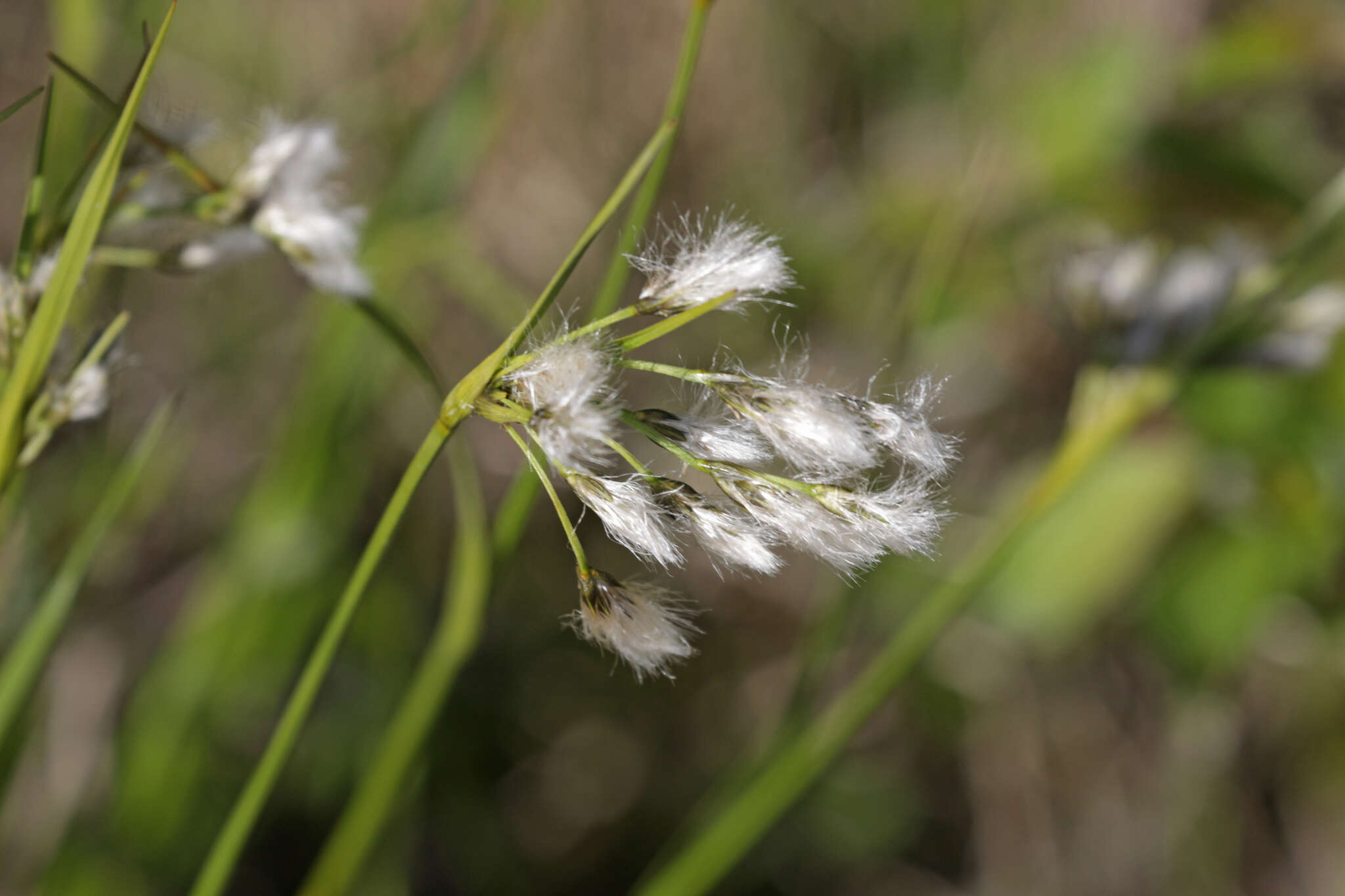 Eriophorum viridicarinatum (Engelm.) Fernald的圖片