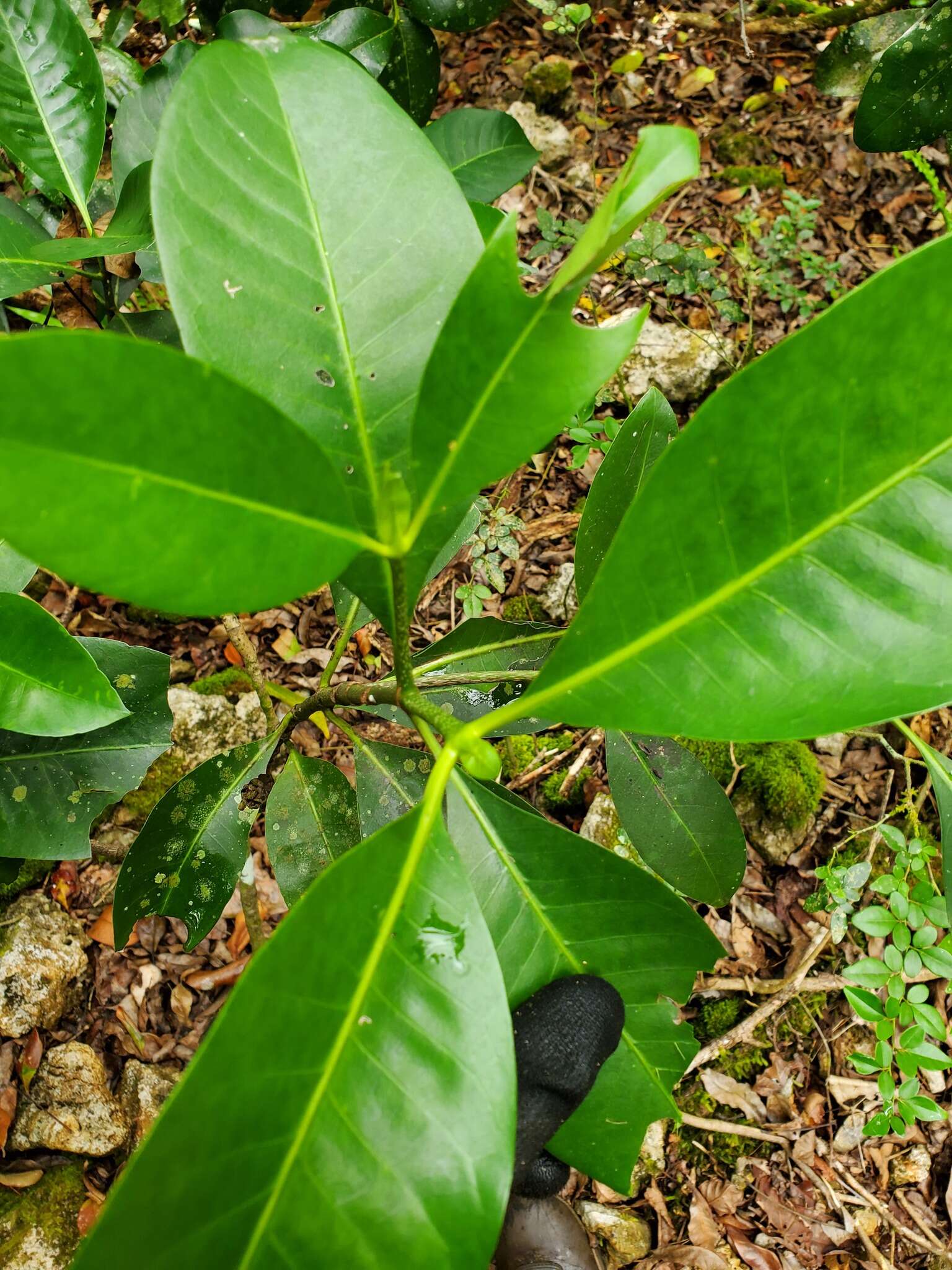 Plancia ëd Psychotria mariana Bartl. ex DC.