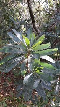 Image of Protorhus longifolia (Bernh.) Engl.